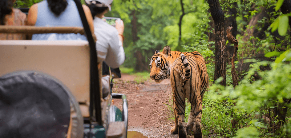 Wild Adventures Await: Jim Corbett Safari Experience