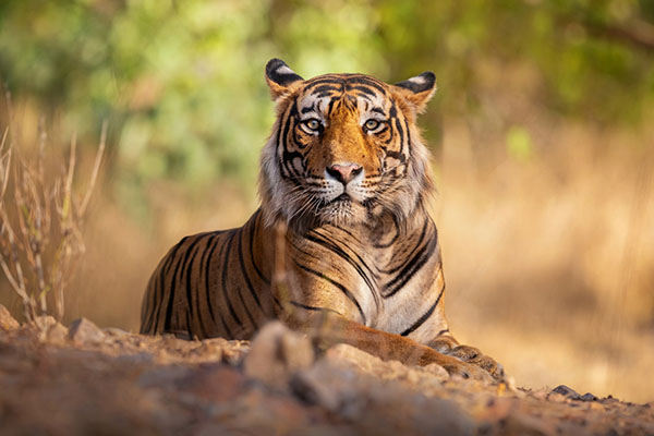 Wild Adventures Await: Jim Corbett Safari Experience